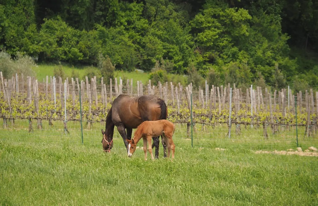 Agriturismo Le Tre Pietre - Podere nel Chianti-1